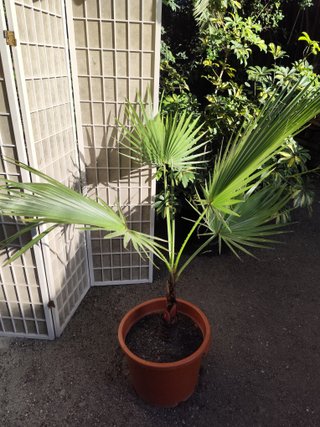 Palmera Washingtonia 1 metro