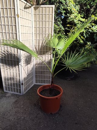Palmera Washingtonia 1 metro