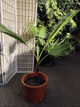 Palmera Washingtonia 1 metro