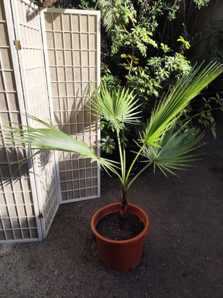 Palmera Washingtonia 1 metro