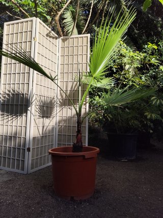 Palmera Washingtonia 1 metro