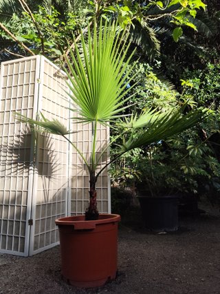 Palmera Washingtonia 1 metro