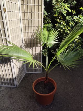 Palmera Washingtonia 1 metro