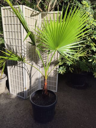 Magnifica Palmera Washingtonia 1.70 metros
