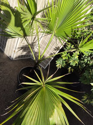 Magnifica Palmera Washingtonia 1.70 metros