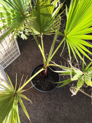 Magnifica Palmera Washingtonia 1.70 metros