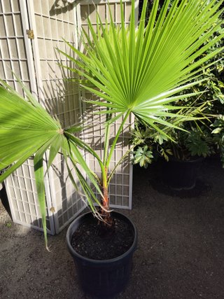 Magnifica Palmera Washingtonia 1.70 metros