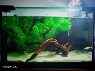 Acuario 20L con accesorios