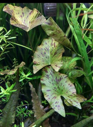 Lotus green planta Acuario o estanques