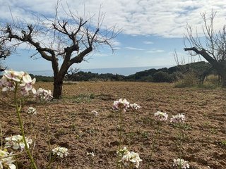 Terreno en venta en Arenys de Munt