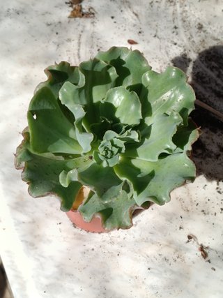 Echeveria Dorothy Ø8 cm planta suculenta