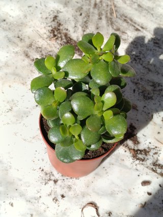 Crassula ovata de la suerte planta suculenta Ø8