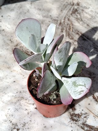 planta cotyledon SILVER PEAK suculenta Ø8