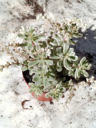 Sedum Choyce variegata Ø5 cm planta suculenta