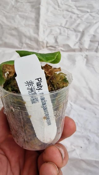 Platycerium madagascariense