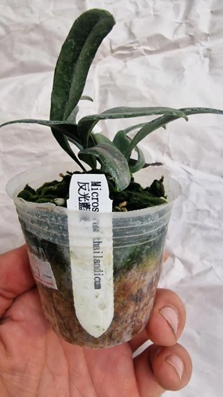 Microsorum thailandicum