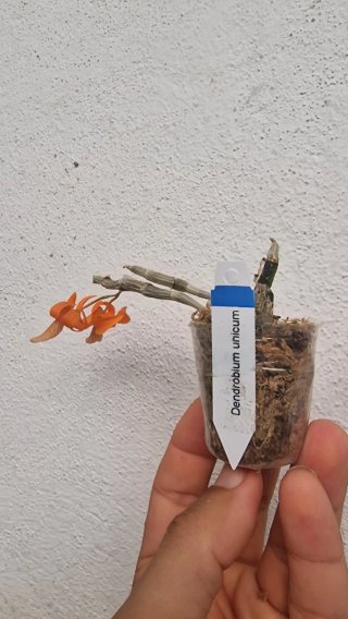 Orquídea Dendrobium unicum con flor