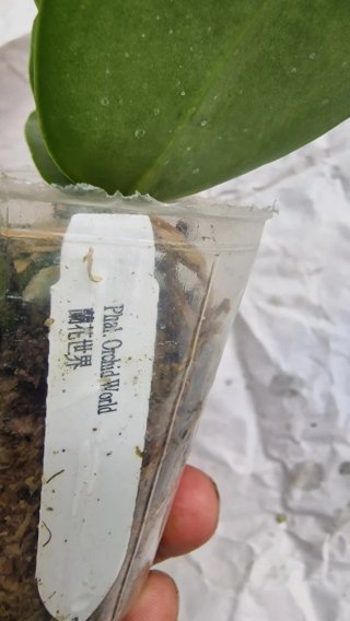 Orquídea Phalaenopsis Orchid World