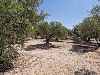 Terreno en venta en Crevillent