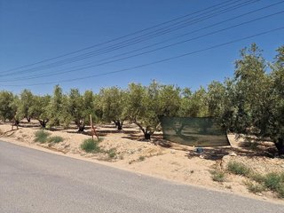 Terreno en venta en Crevillent
