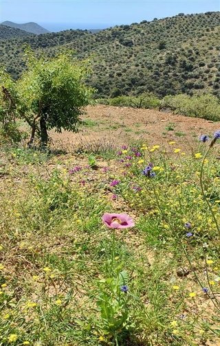Solar en venta en Casco Antiguo en Marbella