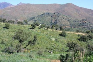 Solar en venta en Casco Antiguo en Marbella