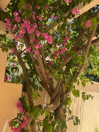 Chalet en alquiler en Cerrado Calderón - El Morlaco en Málaga