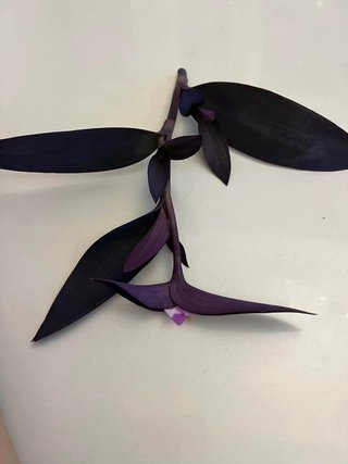 Set 25 Tradescantia rare mix