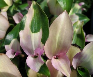 Set 25 Tradescantia rare mix