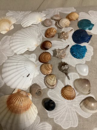 Conchiglie miste decorative