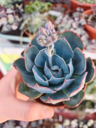 Echeveria amistar 8.5cm