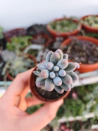 Pachyphytum machucae baby finger 5.5cm