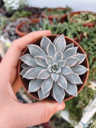 Echeveria pretty in pink 8.5cm 🇰🇷