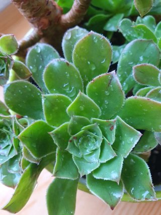 Aeonium fuerte con 6 plantas