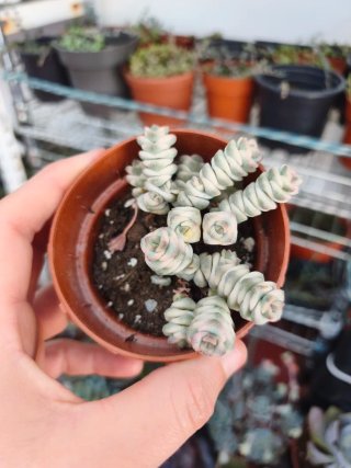 Crassula marnieriana variegata 8.5cm