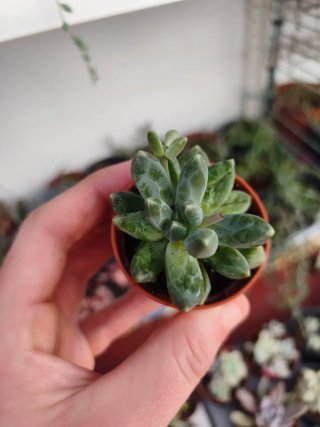 Pachyphytum 5.5cm