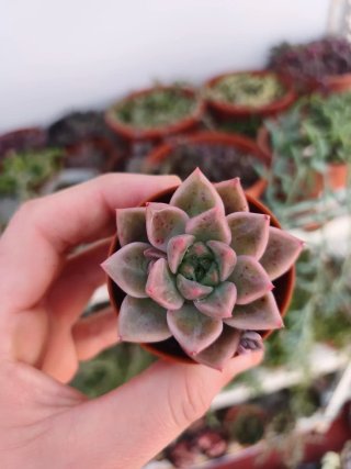 Echeveria 5.5cm