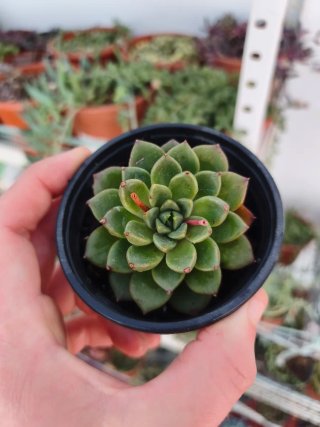 Echeveria 8.5cm