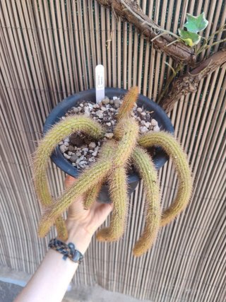 Hildewintera salmona - Cactus con flores