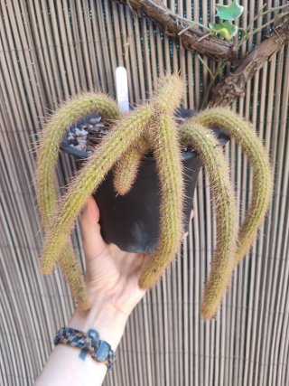 Hildewintera salmona - Cactus con flores