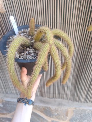Hildewintera salmona - Cactus con flores