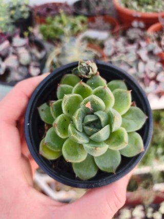 Echeveria 8.5cm