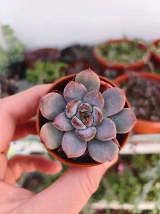 Echeveria rococo 8.5cm