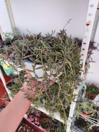 Senecio bananas 18cm