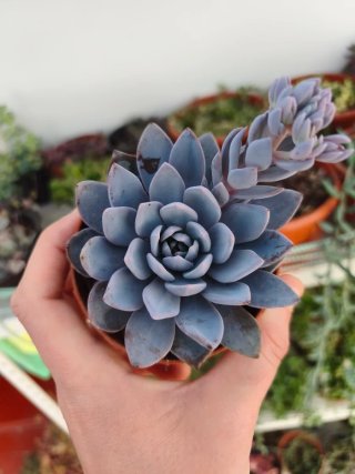Graptoveria Lulu 8.5cm