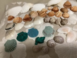 Conchiglie miste decorative