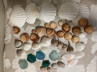 Conchiglie miste decorative