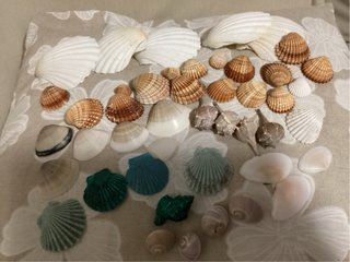 Conchiglie miste decorative