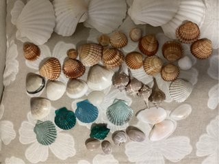 Conchiglie miste decorative