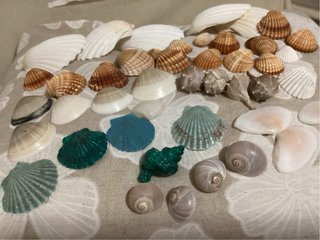 Conchiglie miste decorative